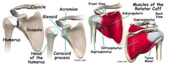 The shoulder is extremely mobile and made up of several joints that work together. Rotator Cuff Injuries Symptoms And Treatment Cio