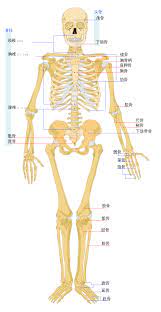 人體骨架- 維基百科，自由的百科全書