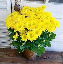 Chrysanthemum Chrysanthemum Plant Planting Mums Plants
