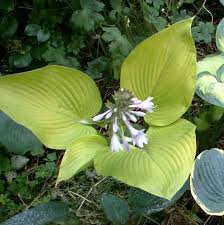Лавандоый открытый корень возраст 2 года. Hosta Photo Library