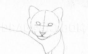 Start by lightly sketching basic shapes and forms. How To Draw A Tiger Cub Step By Step Drawing Guide By Finalprodigy Dragoart Com