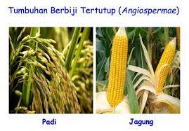 Angiospermae Pengertian Ciri Manfaat Klasifikasi Contoh
