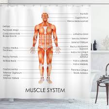 Sternocleidomastoid cervical muscle labeled educational anatomical scheme. Buy Ambesonne Human Anatomy Shower Curtain Muscle System Diagram Of Man Body Features Biological Elements Heath Image Cloth Fabric Bathroom Decor Set With Hooks 75 Long Coral Online In Indonesia B06wvbqnmr