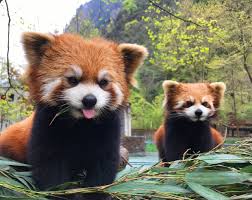 You might also be interested in more mods needed (self.redpandas). Red Panda And Giant Panda Volunteer Program