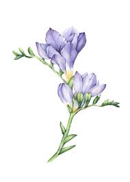 Freesia Flowers On Behance Flower Drawing Watercolor Flowers Flower Art