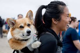 Intuitive fred888: 5th Corgi Con draws 1,000 dogs to Ocean Beach — and many  admirers as well