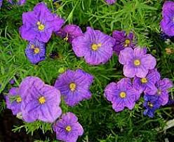 Image result for Nierembergia hippomanica