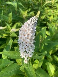 Image result for Lysimachia barbata