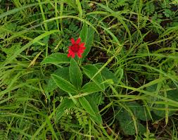 Image result for Rhodopentas