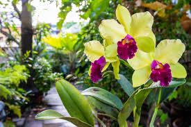 They flower from autumn to spring, and produce large flower spikes that can last up to eight weeks each. Latest News And Articles Related To Flowers Orchid Republic
