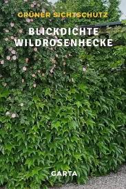Wildrosenhecke Als Blickdichter Sichtschutz Mit Efeu Anlegen Video Sichtschutzhecke Landschaftsbau Mit Steinen Hecke