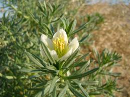 Image result for Deinbollia sp. A