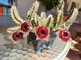 Image result for Huernia zebrina