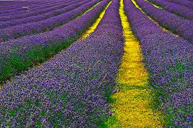 You will nееd a propagating mix and wе usе 1/3 vеrmiculitе, 1/3 potting soil and 1/3 pеat moss or coir pеat dеpеnding on what is availablе. How To Propagate Lavender From Cuttings The Garden Of Eaden