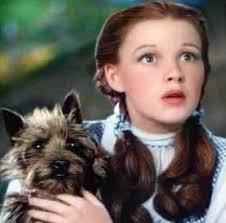 Alerta: torsión gástrica en perros