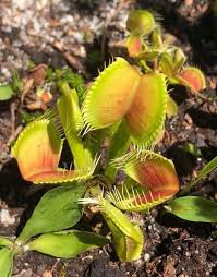 Venus fly trap is a raptorial wild plant that has lately found domestication in homes. Dionaea Muscipula Meadow Clams Venus Flytrap Venus Fly Trap North Carolina Extension Gardener Plant Toolbox