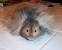 Cream Long Haired Syrian Hamster