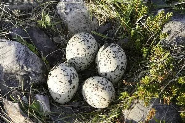 Mga resulta ng larawan para sa Oystercatcher Eggs Norway"