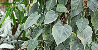 It is not only an excellent hanging plant but also is one of the best low light houseplants. The 7 Best Hanging Plants For Low Light Environments