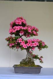 Every year without fail they put on a spectacular display of colour. Free Photo Satsuki Azalea Bonsai Aesthetics Pot Moss Free Download Jooinn