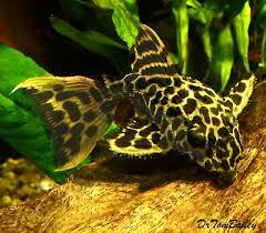 Premium New And Rare Leopard Cactus Pleco 1 To 1 2 Long Aquarium Fish Tropical Fish Aquarium Tropical Fish