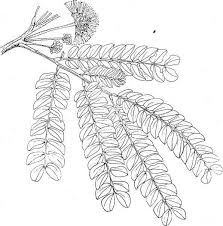 Image result for Albizia schimperiana