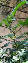 Image result for Solanum capsicoides