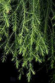 Image result for Juniperus procera