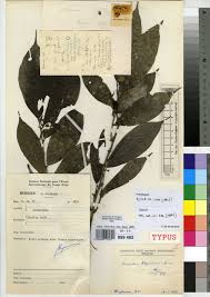 Image result for Leptonychia