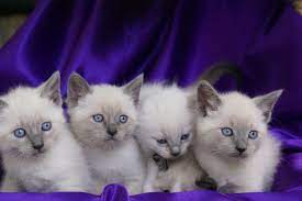 Gorgeous Purebred Siamese Kittens Blue Point And Seal Point Kittens Siamese Cats Siamese Kittens