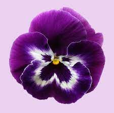 Pansy Viola Tricolor Flower Essence Pansies Flowers Pansies Watercolor Flowers