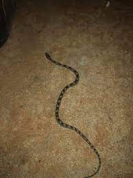 Rat Snake Non Venomous Juvenile Rat Snake Snake Rats
