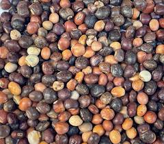 Image result for Cajanus cajan