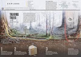 Talking Trees A Project For National Geographic On Behance