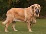 Spanish Mastiff | Dog Breed Info & Pictures | PetMD