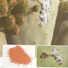 L'introduction du cactus au maroc a eu lieu vers 1770. I Evolution De L Utilisation De La Figue De Barbarie Figuelyautey