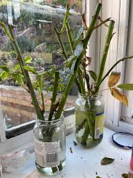 Image result for cuttings of roses