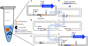 To change weapons you'll either need to go to your . Crispr Cas9 Crispri And Crispr Best Mediated Genetic Manipulation In Streptomycetes Nature Protocols