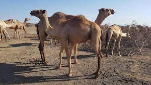 The first variety of camel is called bactrian and it has two humps. The Value Of Camel Milk And Meat Farmkenya Initiative
