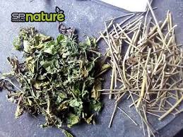 Daun belalai gajah (dbg) atau nama saintifik nya ialah clinacanthus nutans adalah merupakan herba tradisional yang telah digunakan secara tradisional untuk merawat penyakit,gigitan serangga dan haiwan berbisa yang beracun.ianya dikatakan berasal dari negara thailand dan hanya tumbuh. Ivshzytolicpem