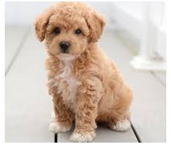 There are 1239 teddy bear puppies for sale on etsy, and they cost $19.39 on average. Akc Toy Poodle Puppies For Sale Iowa Toy Poodle Puppies For Sale Near Me Toypo Toy Poodle Puppies Poodle Puppies For Sale Zuchon Puppies For Sale