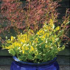 Image result for Talinum tenuissimum