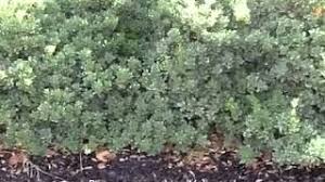 Pittosporum Tobira Variegata Variegata Japanese Mock Orange Youtube