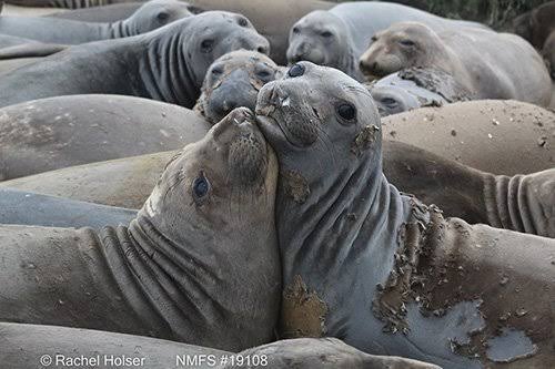 Elephant Seals Measure "the Blob" - UC Nature