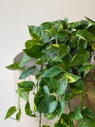 Image result for Epipremnum en casa