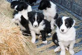 Purebred Border Collie Puppies 300 Twin Bridges Garden Items For Sale Butte Mt Shoppok