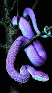 𝐓𝐈𝐊𝐓𝐎𝐊 𝐁𝐎𝐘 𝐒𝐌𝐔𝐓𝐒 𝐈𝐌𝐀𝐆𝐈𝐍𝐄𝐒 𝐀𝐍𝐃 𝐏𝐑𝐄𝐅𝐄𝐑𝐄𝐍𝐂𝐄𝐒 snake wallpaper cute snake cute reptiles