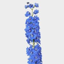 Check spelling or type a new query. Hybrid Delphinium Light Blue Flower Wholesale Blooms By The Box