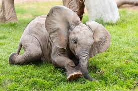 Cute baby elephants play football with keepers in orphanagesubscribe: Tucson S Baby Elephant Getting More Brave Playing With Big Sister Nandi Caliente Tucson Com