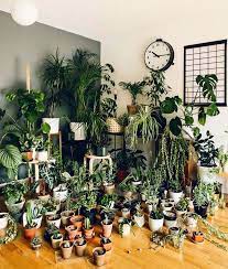 How To Decorate Your Sf Student Housing Using Plants To Make Your Small Space Feel Like Home House Plants Indoor House Plants Decor Plants